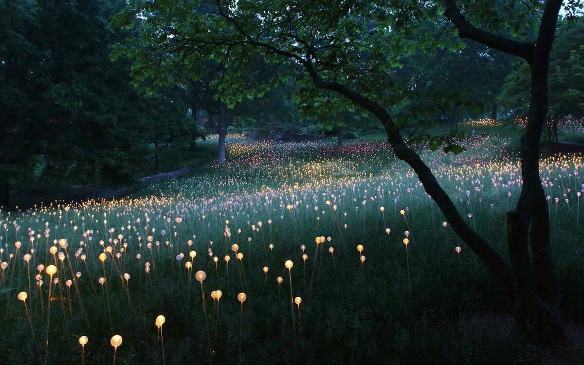 Meadow