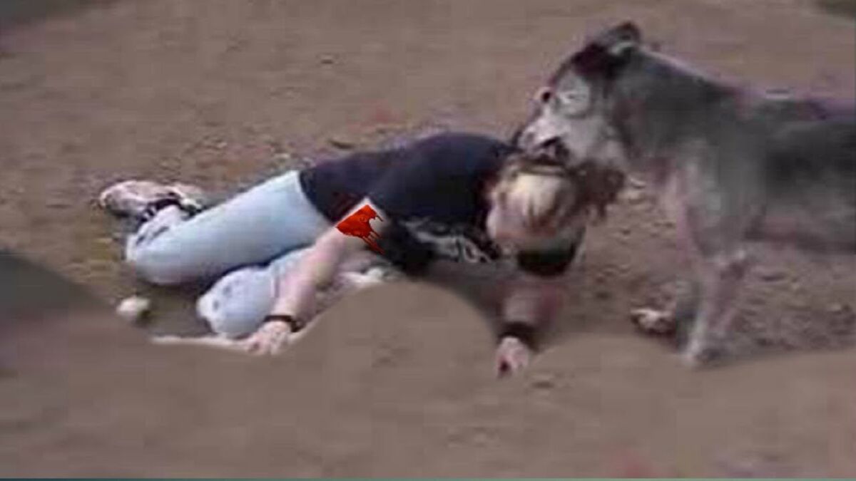 FALSE RUMOURS - A FELLOW CALLED BULF