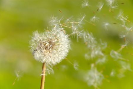 The Dandelion Meadow
