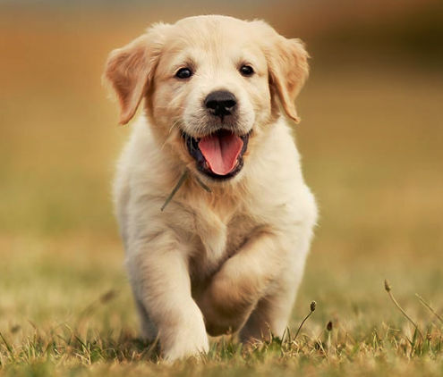 Annie, Our Golden Retriever