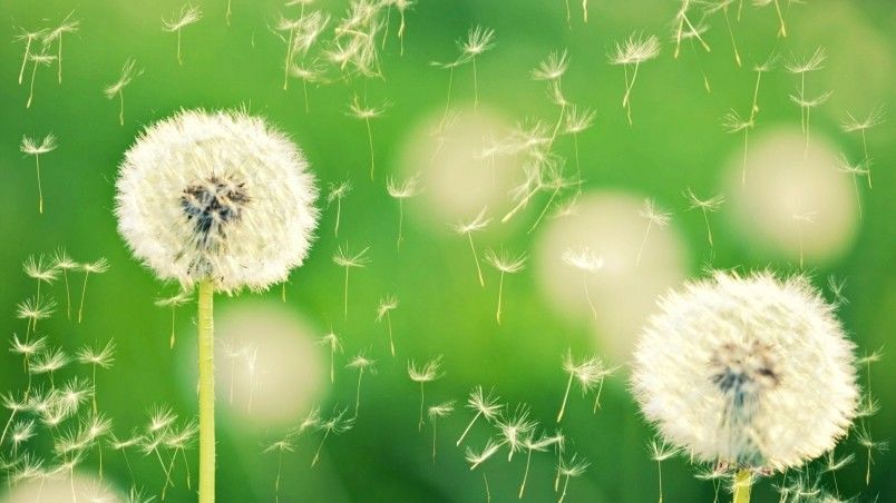 Dandelions