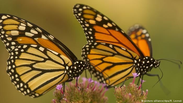 Butterflies
