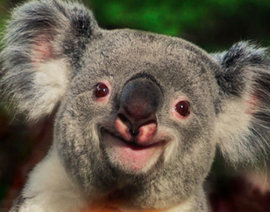 Aussies