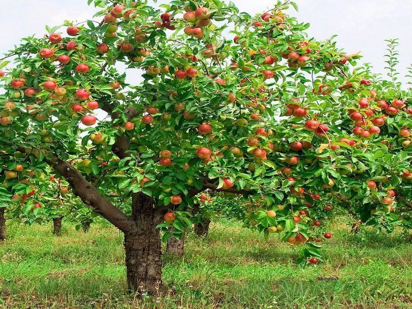 THE APPLE TREE