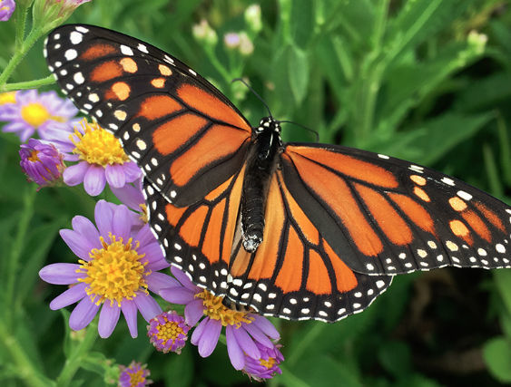 Butterflies Are Free