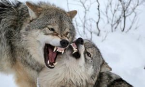 Naked among wolves