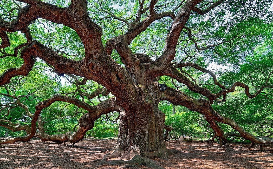 The magical old oak tree?‍♀️?‍♀️