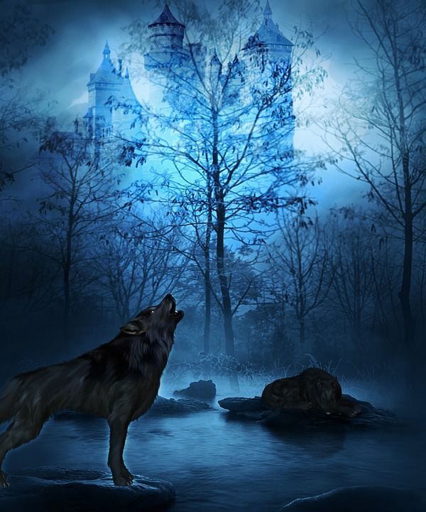 "SECRETS OF THE FOREST"