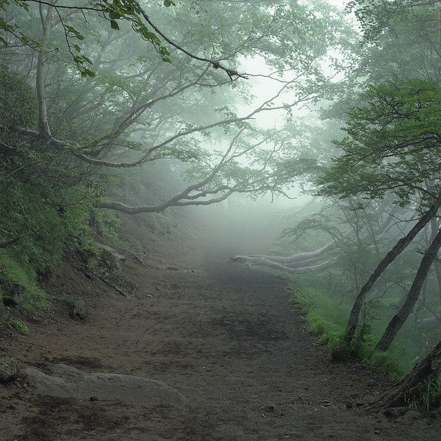 Hauniting of Trees