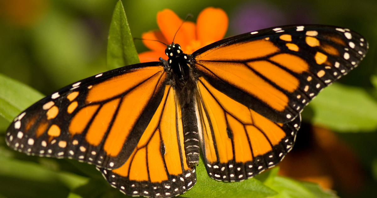 Swing the butterfly  with one wing part 2