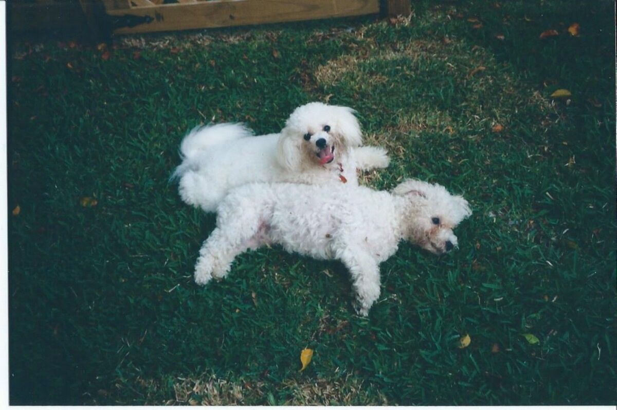 More Than A Puppy