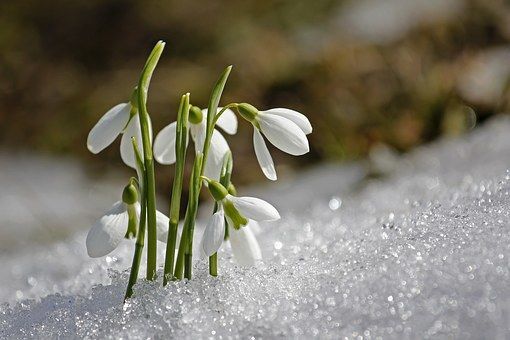 Springtime Snowdrops❤️