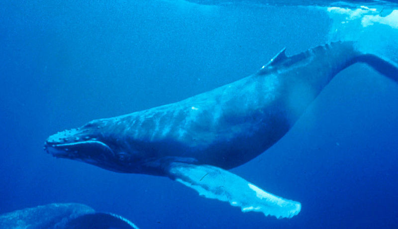 Humpback Whales