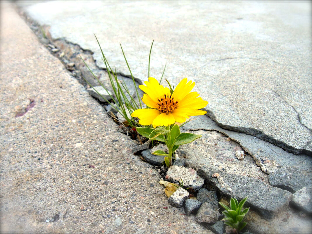 Flowers by the sidewalk