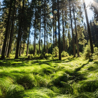 Nature takes us home