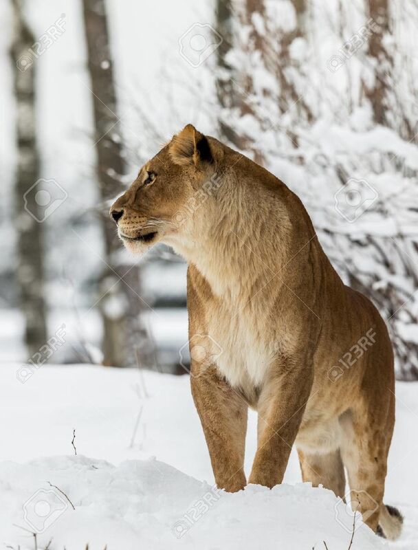 A Lioness's Battle!