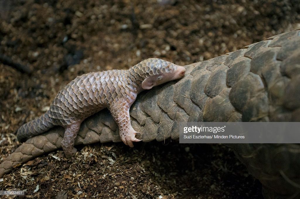 The Poor Pangolin 