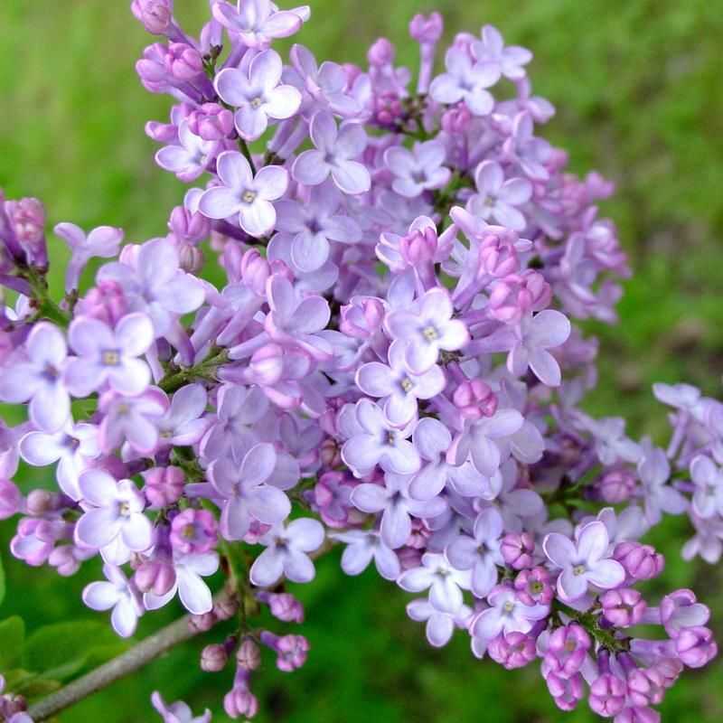 Lilac Time