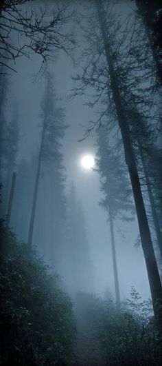 Moonlight Stroll ❤️