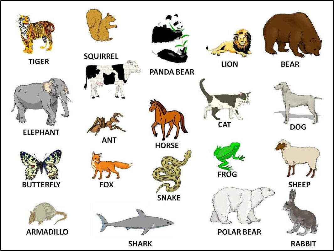 ANIMAL NAMES - Poem by KIERAN1369 ANIMAL NAMES - Poem by KIERAN1369