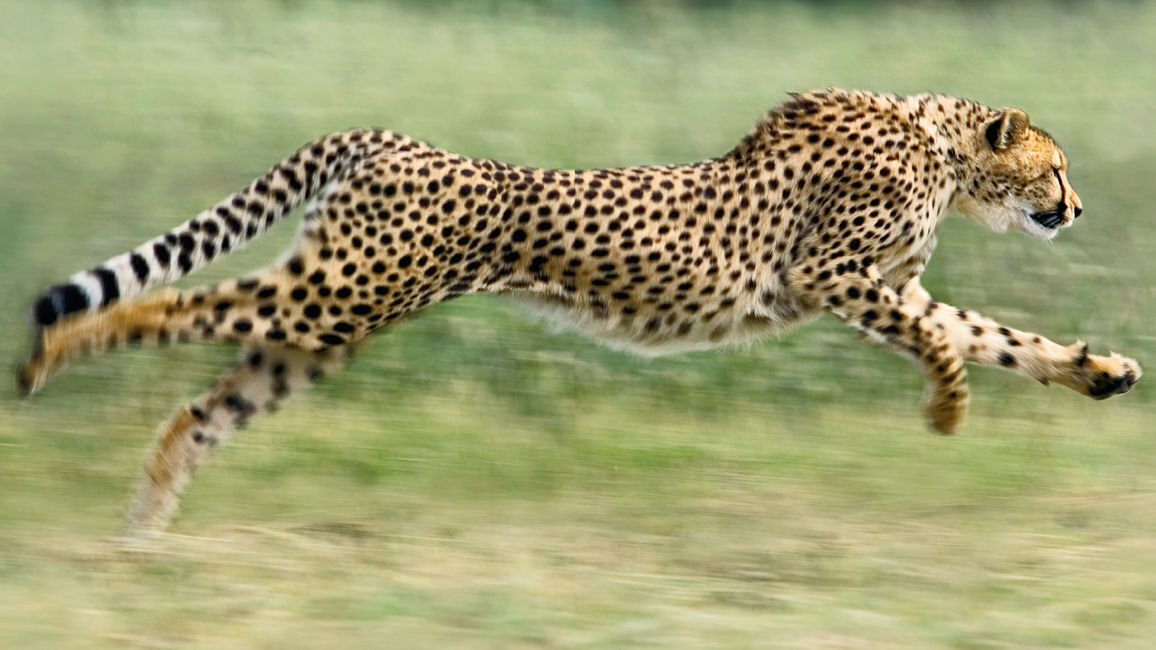 Cheetah run