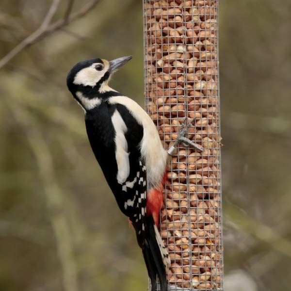 Chirpy chirpy cheep cheep β€οΈ