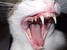 Snaggletooth The Snitch