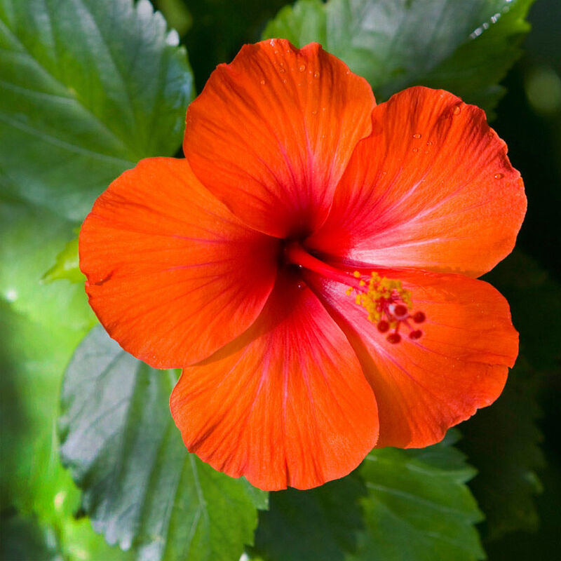 Hibiscus 