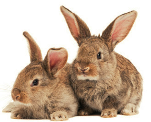 Quick As A Bunny