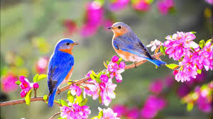 Spring Haiku