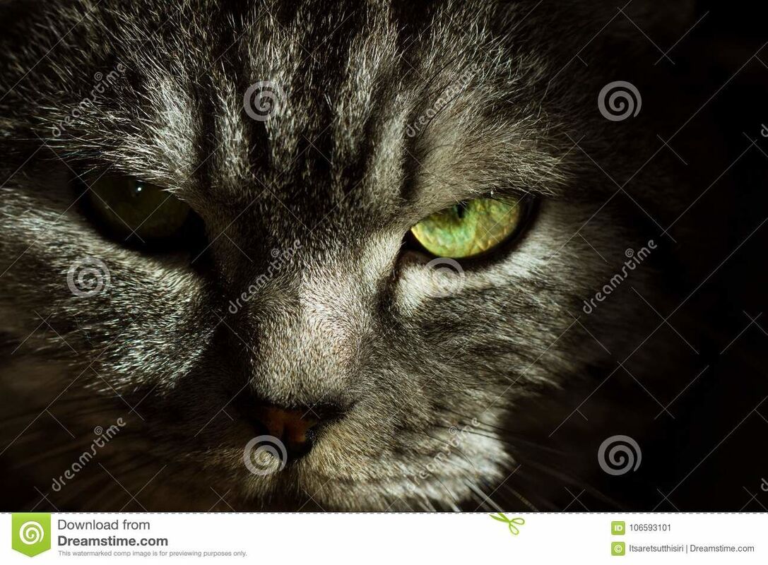 Kitty cat