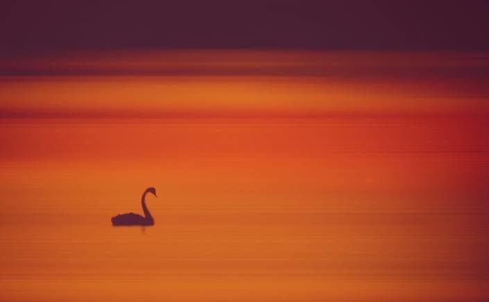 Sydney's Black Swan