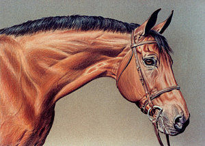 Gelded Race Horse