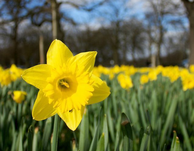 ‘We Salute You Daffodil’