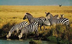 Zebras don't get ulcers
