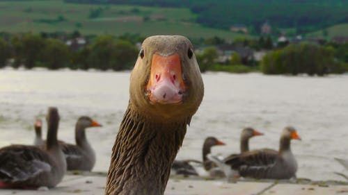 The Garrulous Goose ?