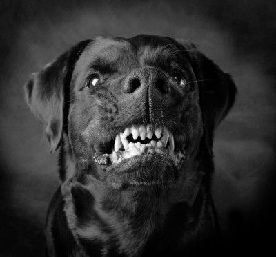 The black dog bites