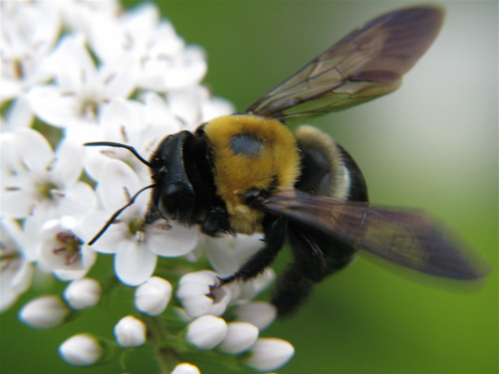 The sipping of the nectar