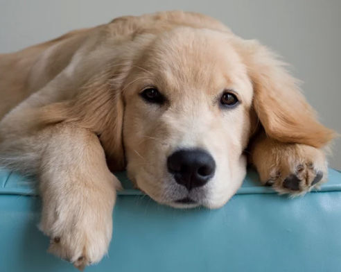 Did You Know Goldens Can Talk