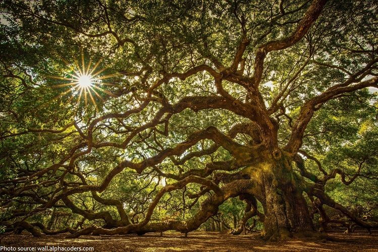 Tall, ancient oak tree❤️