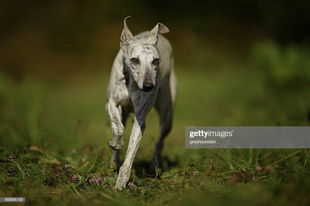 I ran like a Whippet ?