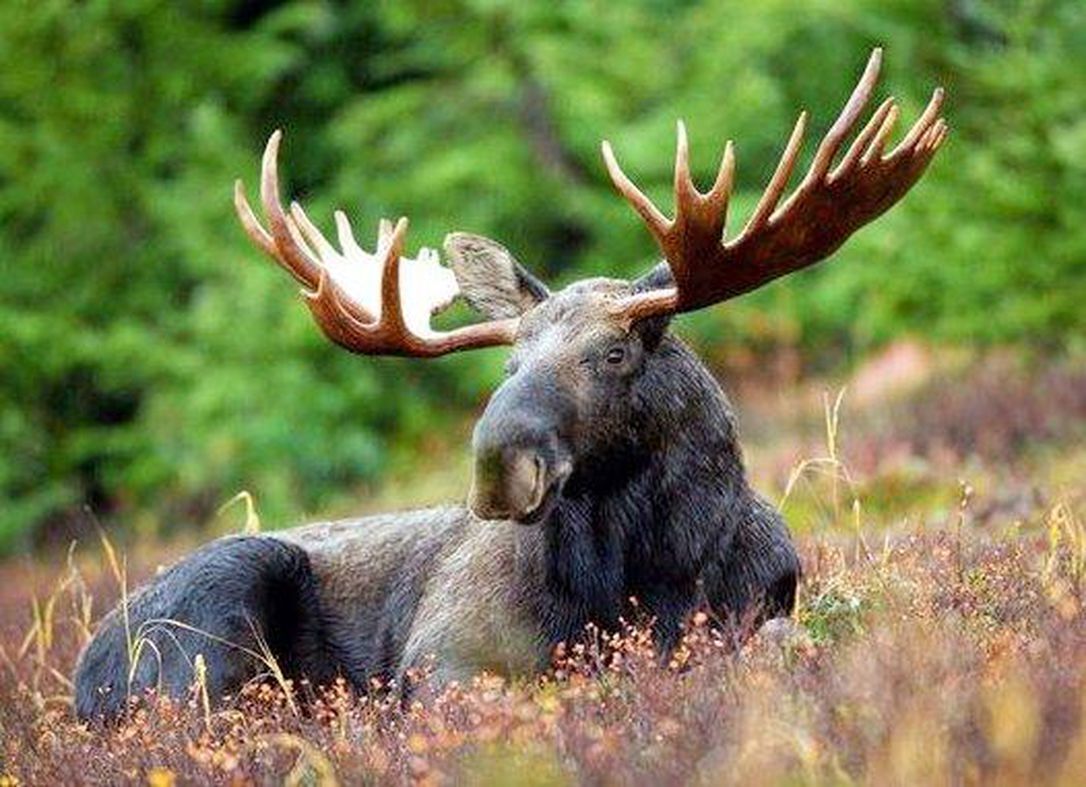 Moose on the loose