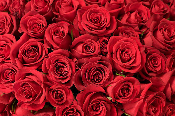 Rose Upon Your Lips