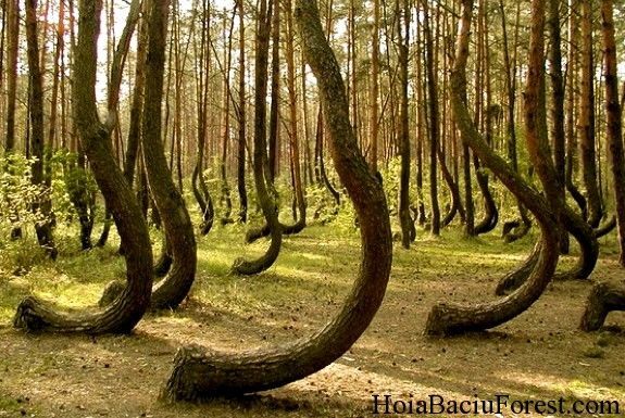 Hoia Baciu Forest