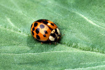 Ladybird