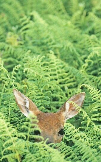 Doe