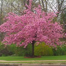 My Cherry Blossom Tree?