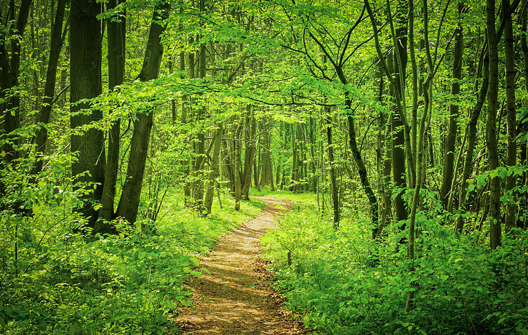 Emerald Forest