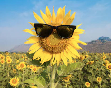 Sunshine