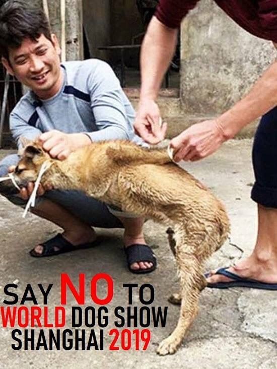 YULIN TEARS